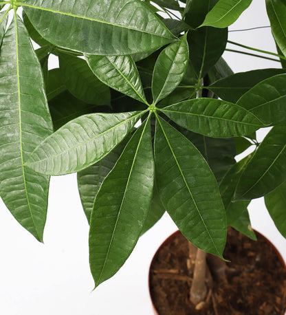 Riff Responsibly | Too Loud To Care Sweatshirt